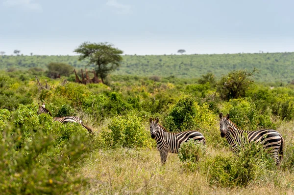 Manada de zebra na Savannah do Quênia — Fotografia de Stock