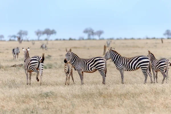 Zebracsorda a kenyai szavannában — Stock Fotó