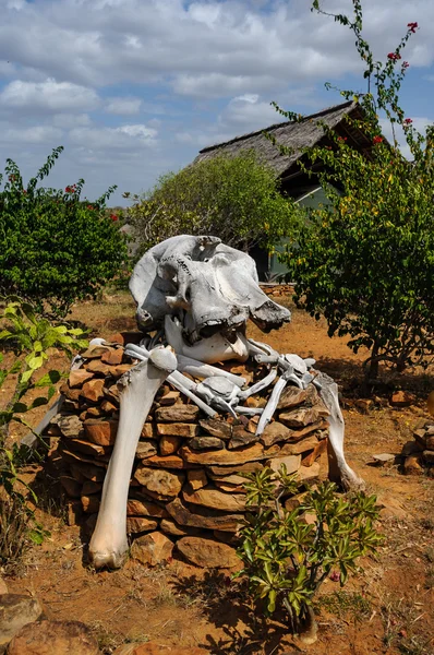 Masai Mara kemiklerde fil