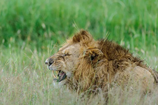 Lion bruiloft in de Masai Mara — Stockfoto