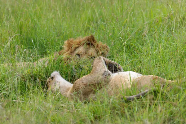 Mariage du lion dans le Masai Mara — Photo