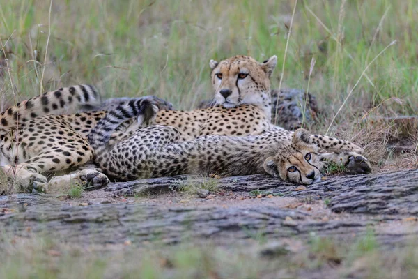 Gepard s dítětem v Africe — Stock fotografie