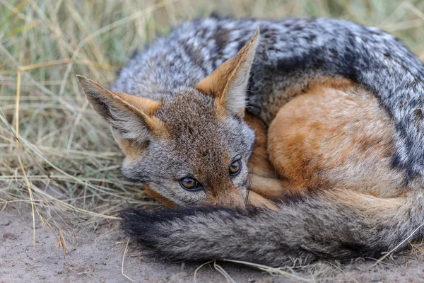 Afrika Savannah çakal