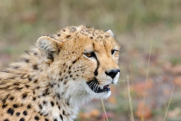 Cheetah in the masai mara — стоковое фото