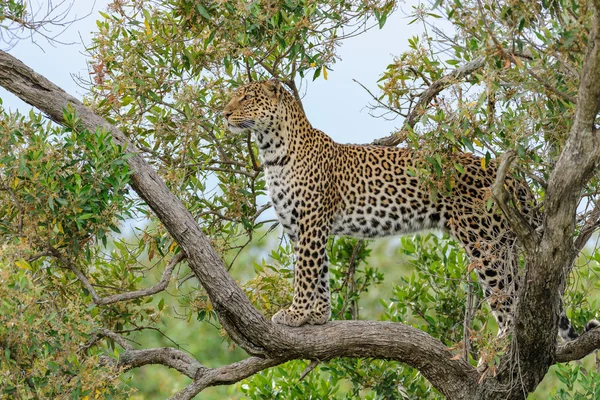 Lampart na drzewie w Afryce — Zdjęcie stockowe