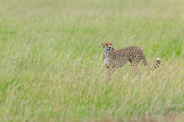 Masai Mara 'daki çita. — Stok fotoğraf