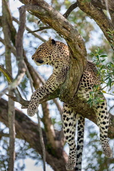 Λεοπάρδαλη στο δέντρο στην Αφρική — Φωτογραφία Αρχείου