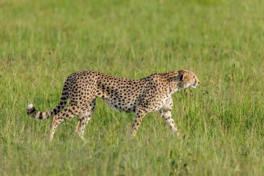 Afrika 'nın bozkırında çita