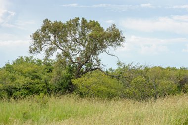 Masai Mara 'daki leopar