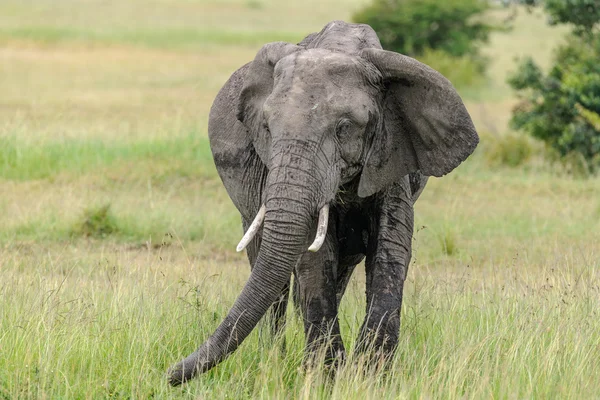 Elephant in the Savannah of Kenya — Stock Photo, Image