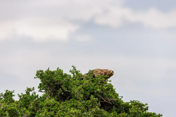 Aquila sull'albero dell'Africa — Foto Stock