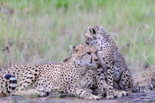 A Masai Mara baba gepárd — Stock Fotó