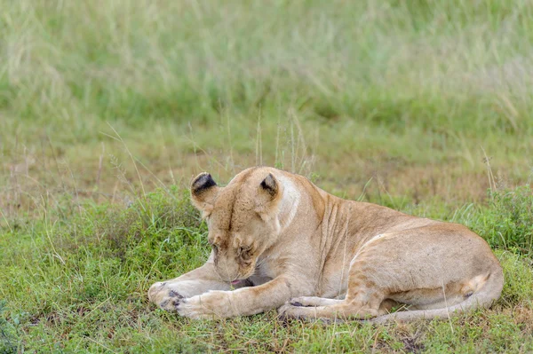 Löwenhochzeit in der Savanne von k — Stockfoto