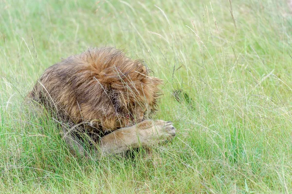 Лев в Масаи Мара Кения — стоковое фото