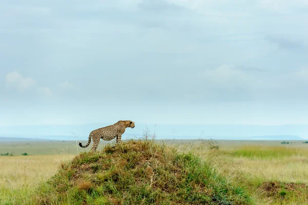 アフリカのサバンナでのチーター — ストック写真