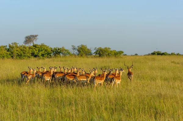 Impala rebanho na savana de África — Fotografia de Stock