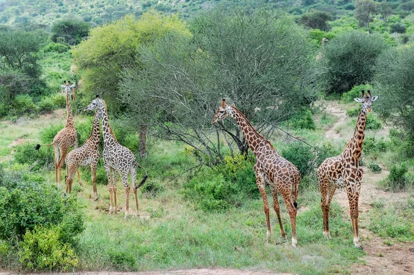 Жирафы Масаи-мары — стоковое фото