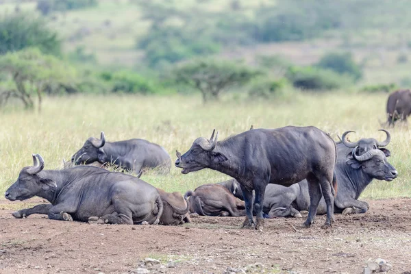 Stádo buvolů v savany Afriky — Stock fotografie
