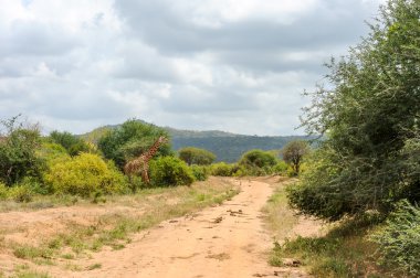 zürafa Milli Parklar k