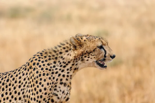 Гепард в саванне Африки — стоковое фото