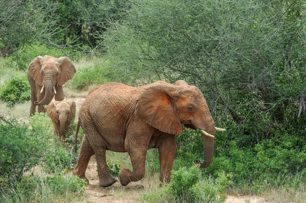 Elefant besättningar i savannen — Stockfoto