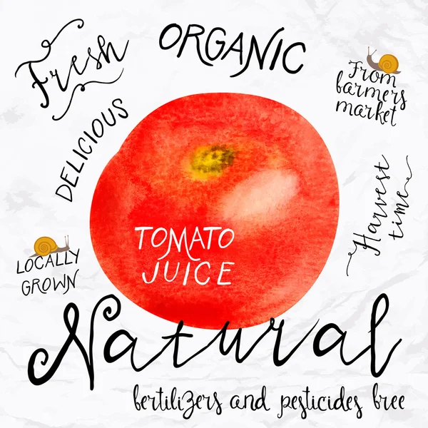 Akvarell tomat — Stock vektor