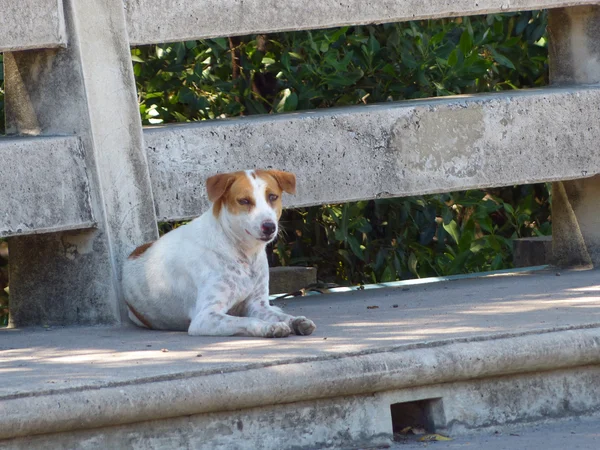 Chien de rue gros plan — Photo