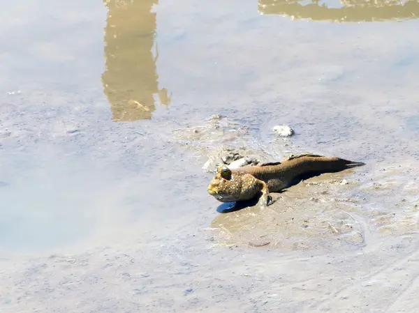 Boue poisson amphibie gros plan — Photo