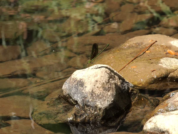 Libélula verde nas rochas na cachoeira — Fotografia de Stock