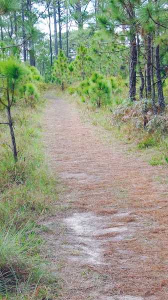 Caminho na floresta para as montanhas — Fotografia de Stock