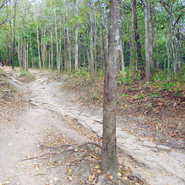 Caminho na floresta para as montanhas — Fotografia de Stock