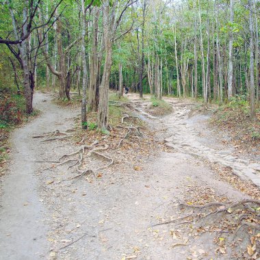 dağlara orman yolu