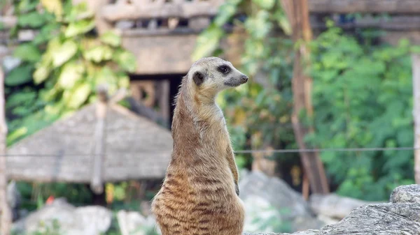 Fotografia de um Meerkat em um zoológico, sentado no alto de seu mirante favorito, olhando bem para o fotógrafo em um dia de verão — Fotografia de Stock