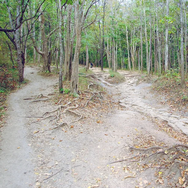 Pathway in the forest to the mountains — Stock Photo, Image