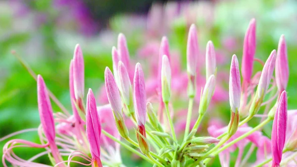 Růžový květ spike a zelenými listy — Stock fotografie