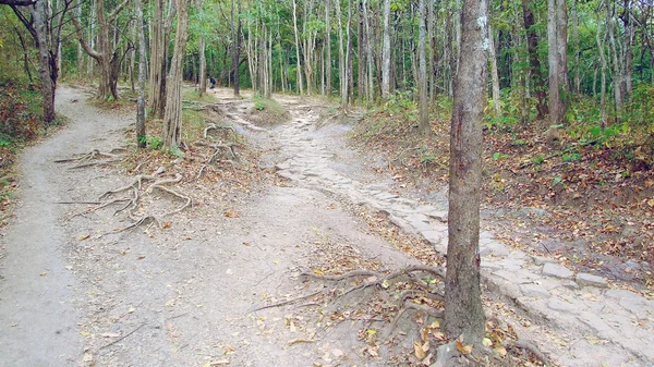 Pathway in the forest to the mountains — Stock Photo, Image