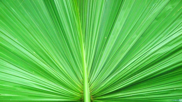 Зеленый лист пальмы в качестве фона — стоковое фото