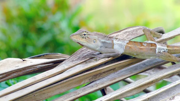 Camaleonte muta da vicino — Foto Stock