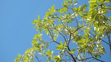 Yeşil yapraklar yakın.