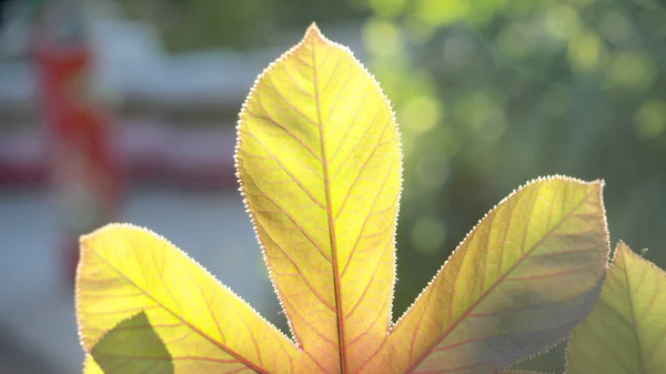Leaves in blurred background — Stock Photo, Image