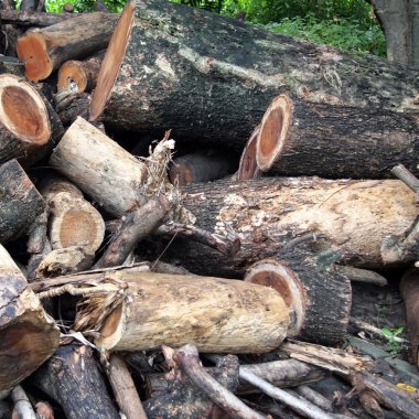 bir ağaç kütüğü fotoğrafı