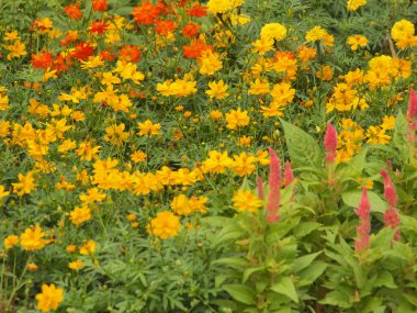 sarı çiçek arka plan