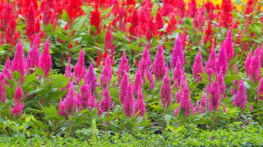 Renkli tüylü cockscomb çiçek