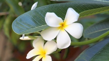 Beyaz ve sarı frangipani çiçekler