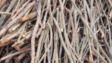 ağaç dallarının yakın çekim