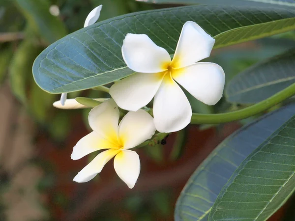 Weiße und gelbe Frangipani-Blüten — Stockfoto