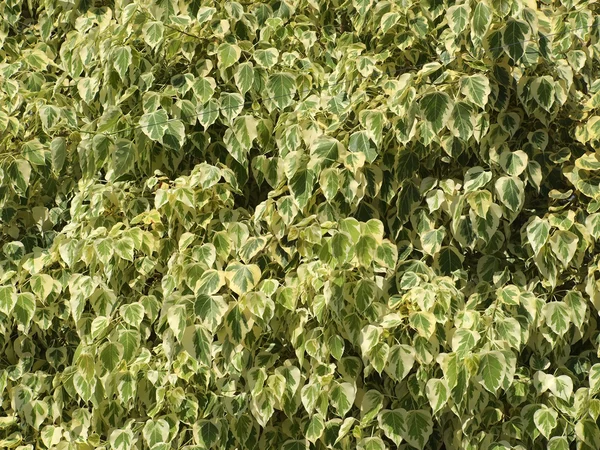 Hojas verdes fondo —  Fotos de Stock