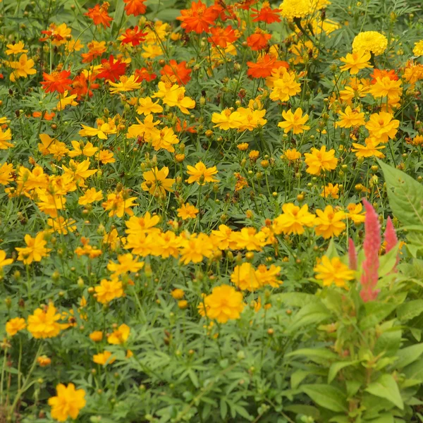 Yellow flowers background — Stock Photo, Image