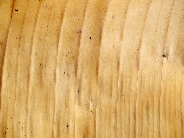 Pattern of a dry banana leaf — Stock Photo, Image