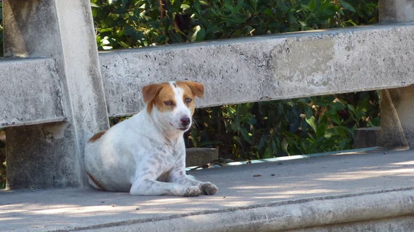 Cão de rua perto — Fotografia de Stock